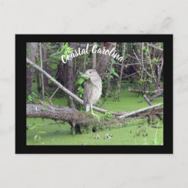 Postal Posto de Cartão de Posto Costeiro Carolina Bittern