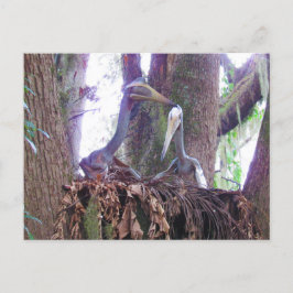 Postal Quetzaloatlus - Dinossauro - Cartão de Aprendizage