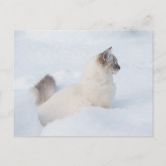 Postal Ragdoll no cartão de posto da neve