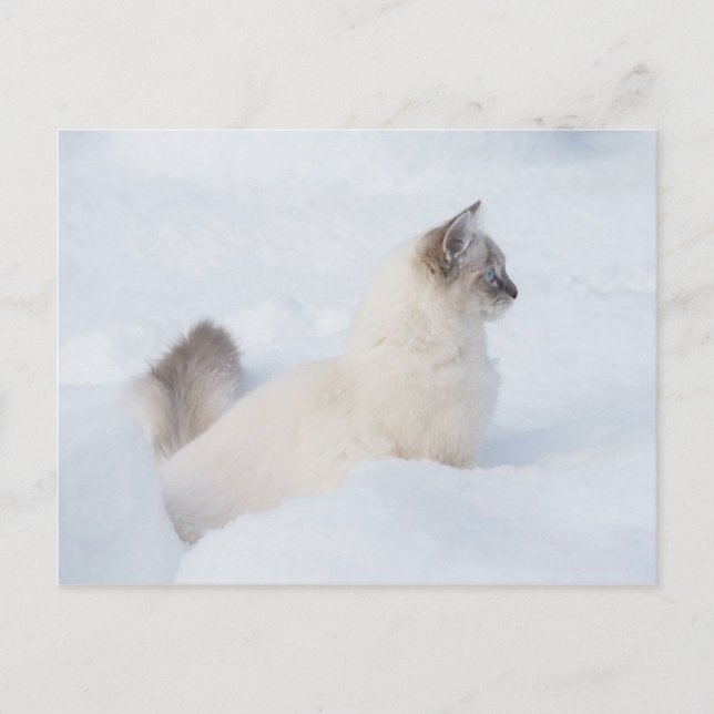 Postal Ragdoll no cartão de posto da neve (Frente)