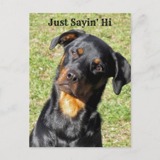 Postal Rottweiler Só Está Dizendo "Oi Cartão Postal"
