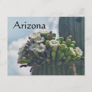 Postal Saguaro cactus floresce cartão postal, Arizona