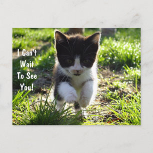 Postal Salto Para O Cartão PostCard De Joy Kitten *Person