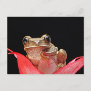 Postal Sapo Bonito, Engraçado, Segurando Na Lily - Cartão