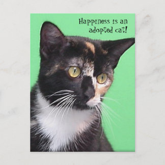Postal Sara - A felicidade é um gato adotado! Cartão Post