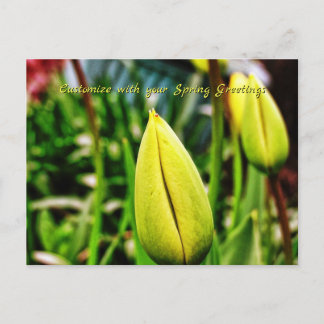 Postal Saudações de Primavera Tulipas Amarelas Cartão Pos
