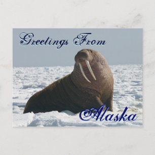 Postal Saudações Do Cartão De Posto Bull Walrus Do Alaska