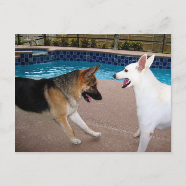 Postal Sim Sua Majestade ~ Cartão (Frente)