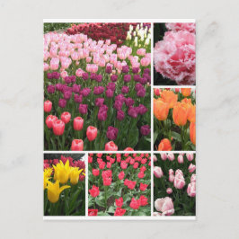 Postal Skagit Valley, WA tulips — colagem de cartão posta