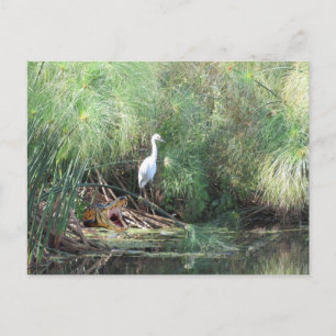 Postal Snowy Egret e Falso Gator - Cartão de Saudação