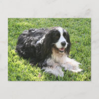 Spaniel de Springer inglês -- Cartão
