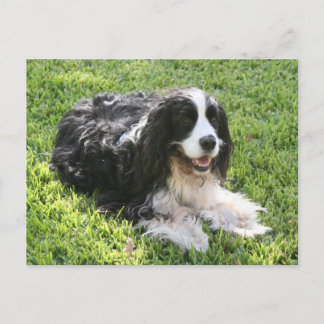 Postal Spaniel de Springer inglês -- Cartão