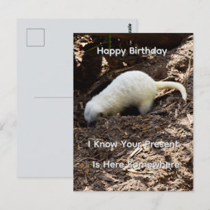 Postal Suricata Branca Brilhante Cavando, Cartão de Anive