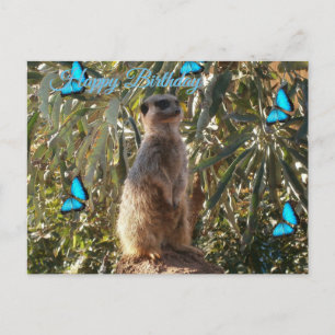 Postal Suricata E Borboletas Azuis, Cartão de Aniversário