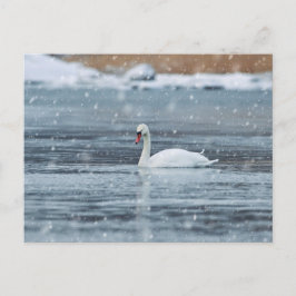 Postal Swan nas condições de inverno da neve cartão posta