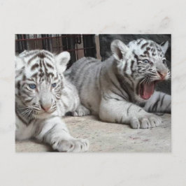 Postal Tigre branco Cubs de Bengal, cartão de Trinidad