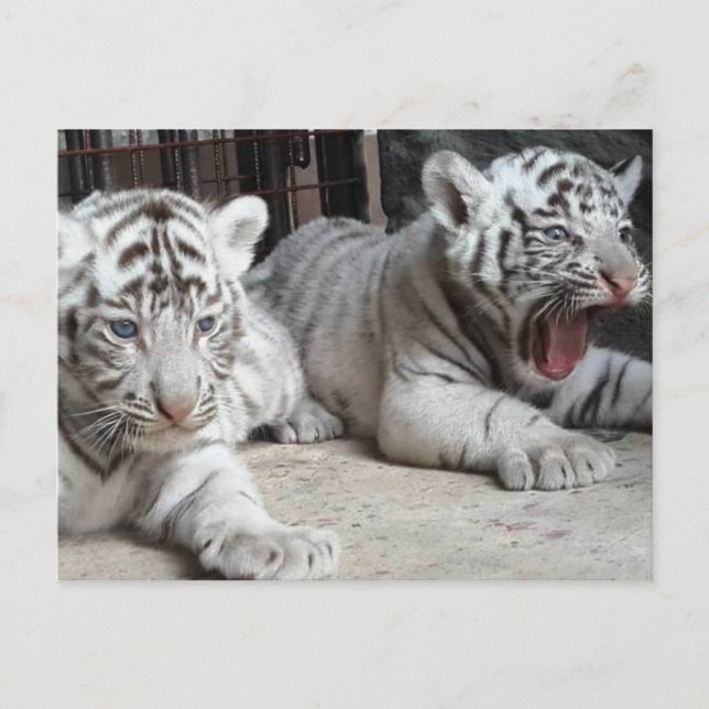 Postal Tigre branco Cubs de Bengal, cartão de Trinidad (Frente)