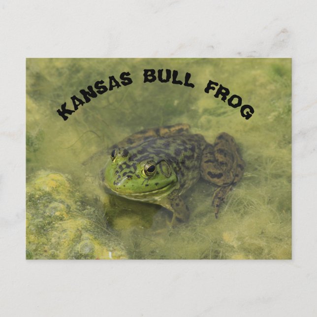 Postal Tiro de perto do sapo-touro do Kansas em cartão po (Frente)