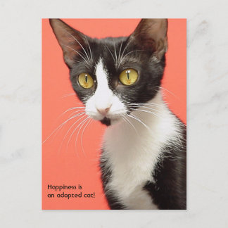 Postal Topenga - A felicidade é um gato adotado! Cartão p