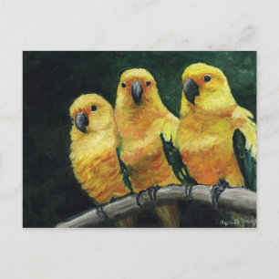 Postal "Três Conures do Sol" Arte de Pássaros Cartão Post