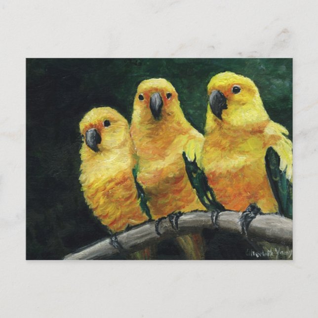 Postal "Três Conures do Sol" Arte de Pássaros Cartão Post (Frente)
