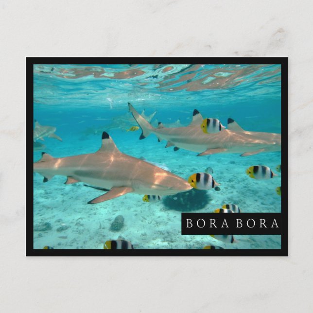Postal Tubarões no cartão do quadro da lagoa de Bora Bora (Frente)
