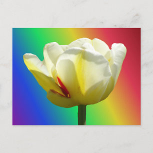 Postal Tulip Amarelo Branco Fechar o Rainbow DIY Cartão P