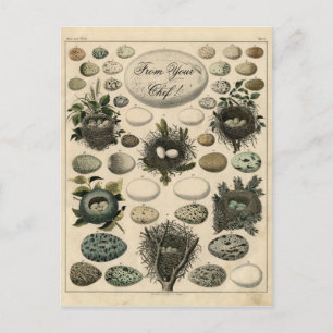 Postal Vintage Birds Nest Ilustração do ovo - Cartão P
