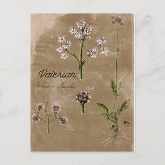 Postal Vintage Style Valerian Herb Plant - Cartão Postado