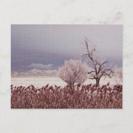 Postal Vista Congelada de Antelope Island - Utah - Cartão