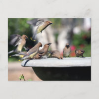 Waxwings de cedro no cartão do banho do pássaro