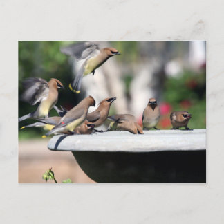 Postal Waxwings de cedro no cartão do banho do pássaro