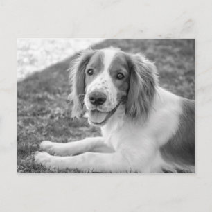 Postal Welsh Springer Spaniel - Preto e Branco   Cartão p