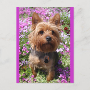 Postal Yorkshire Terrier Puppy Dog Vazio Púrpura Cartão p