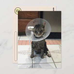 Postcross Cone of Shame - Cat recebe bons cartões