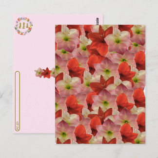 Postcrossing - Cartão Postal Floral Amaryllis