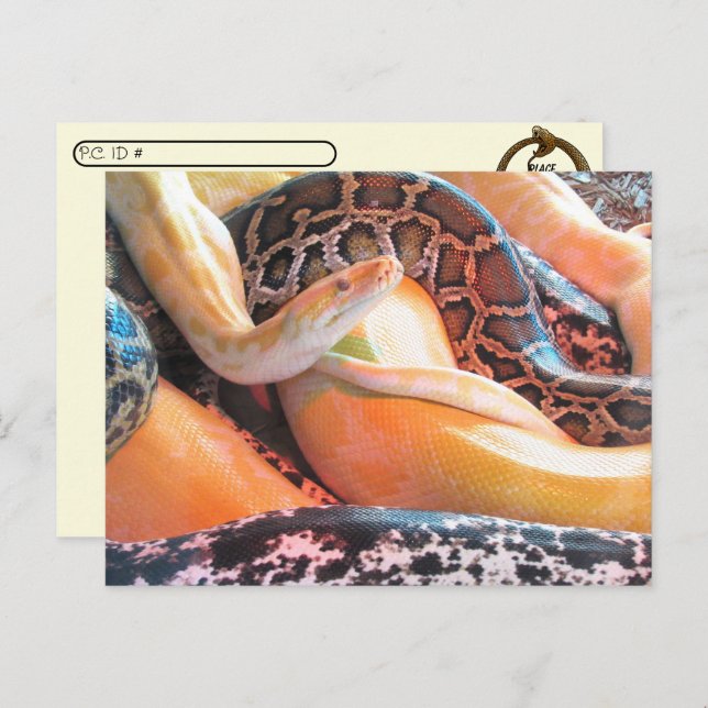 Postcrossing - Covil de Cobras Cartão Postal (Frente/Verso)