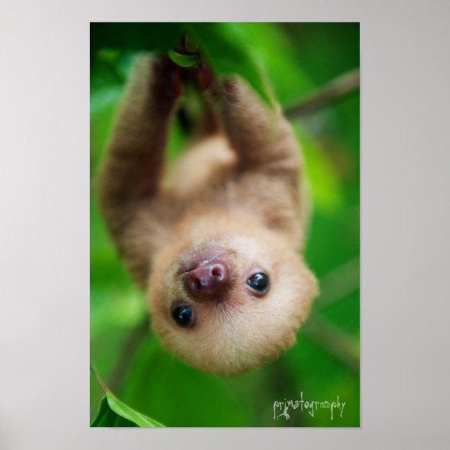 Poster (Frente)