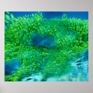 Pôster