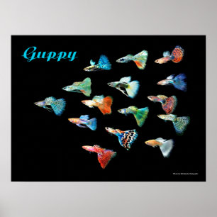 POSTER グッピーのポスター