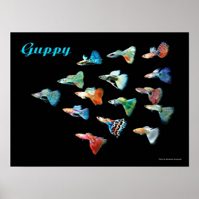 POSTER グッピーのポスター (Frente)