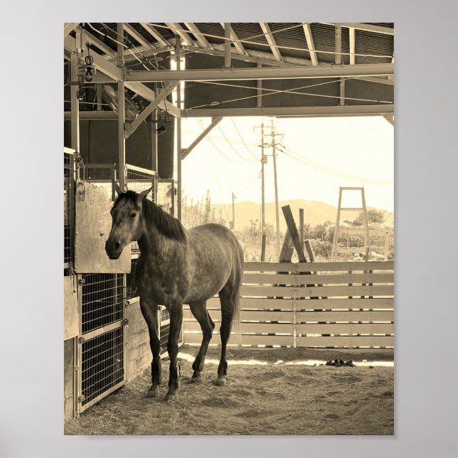 POSTER ケイメイ牧場　グラマーちゃん　まるで置き物 (Frente)