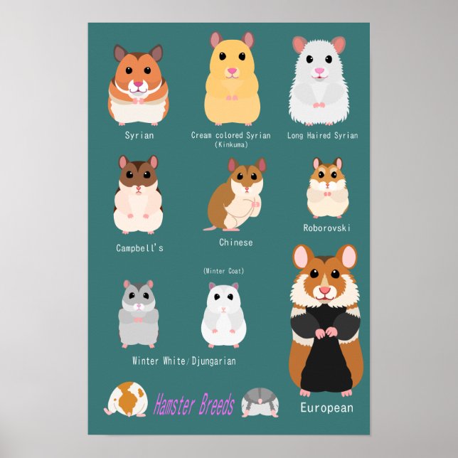 POSTER ハ ム ス タ 種 の 類 一 覧 (Frente)