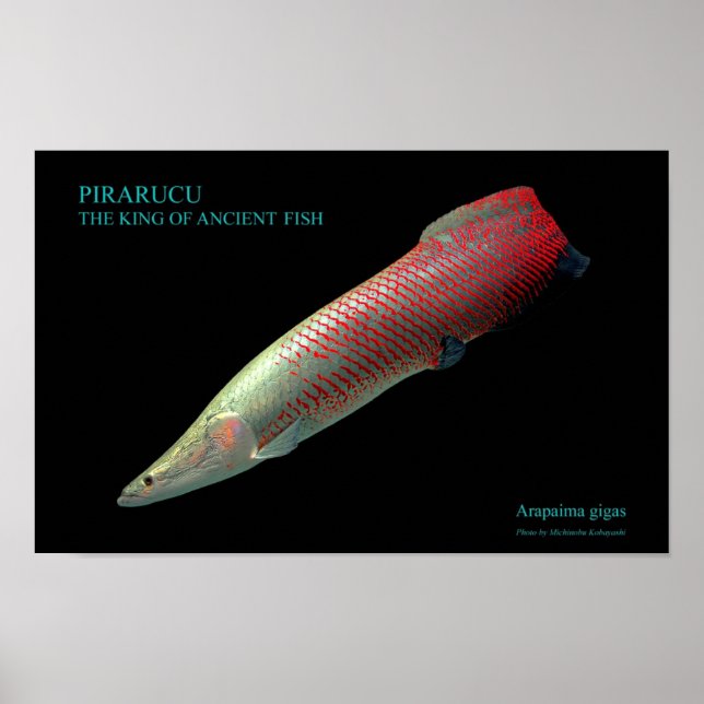 PÔSTER ピ ラ ル ク ポ の ス タ ー (Frente)