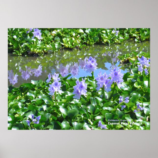 POSTER ホ テ イ ア イ オ (Frente)