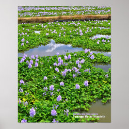 POSTER ホ テ イ ア イ オ