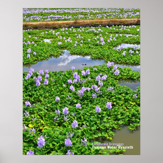 POSTER ホ テ イ ア イ オ (Frente)