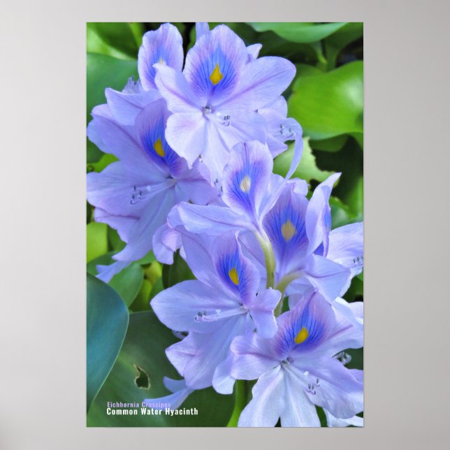 POSTER ホ テ イ ア イ オ (Frente)