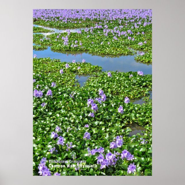 POSTER ホ テ イ ア イ オ (Frente)