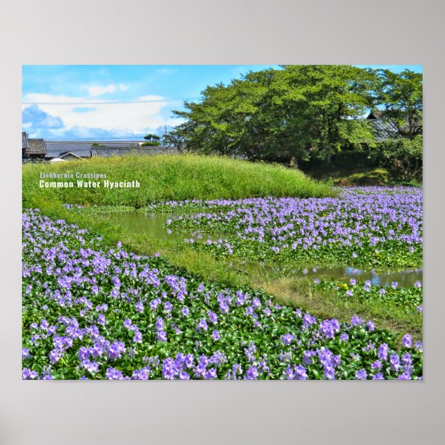 POSTER ホ テ イ ア イ オ (Frente)